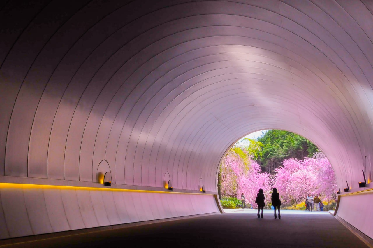 Miho Museum at its best with Sakura blossoms in Springtime